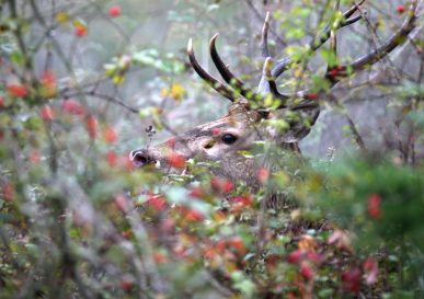 Cerf caché derrière un bois