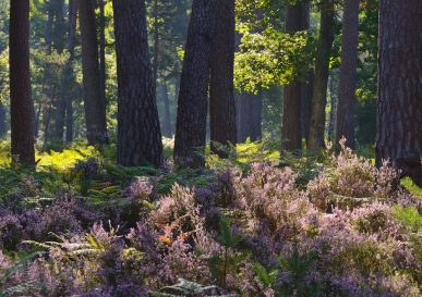 Photo des bruyères de Sologne
