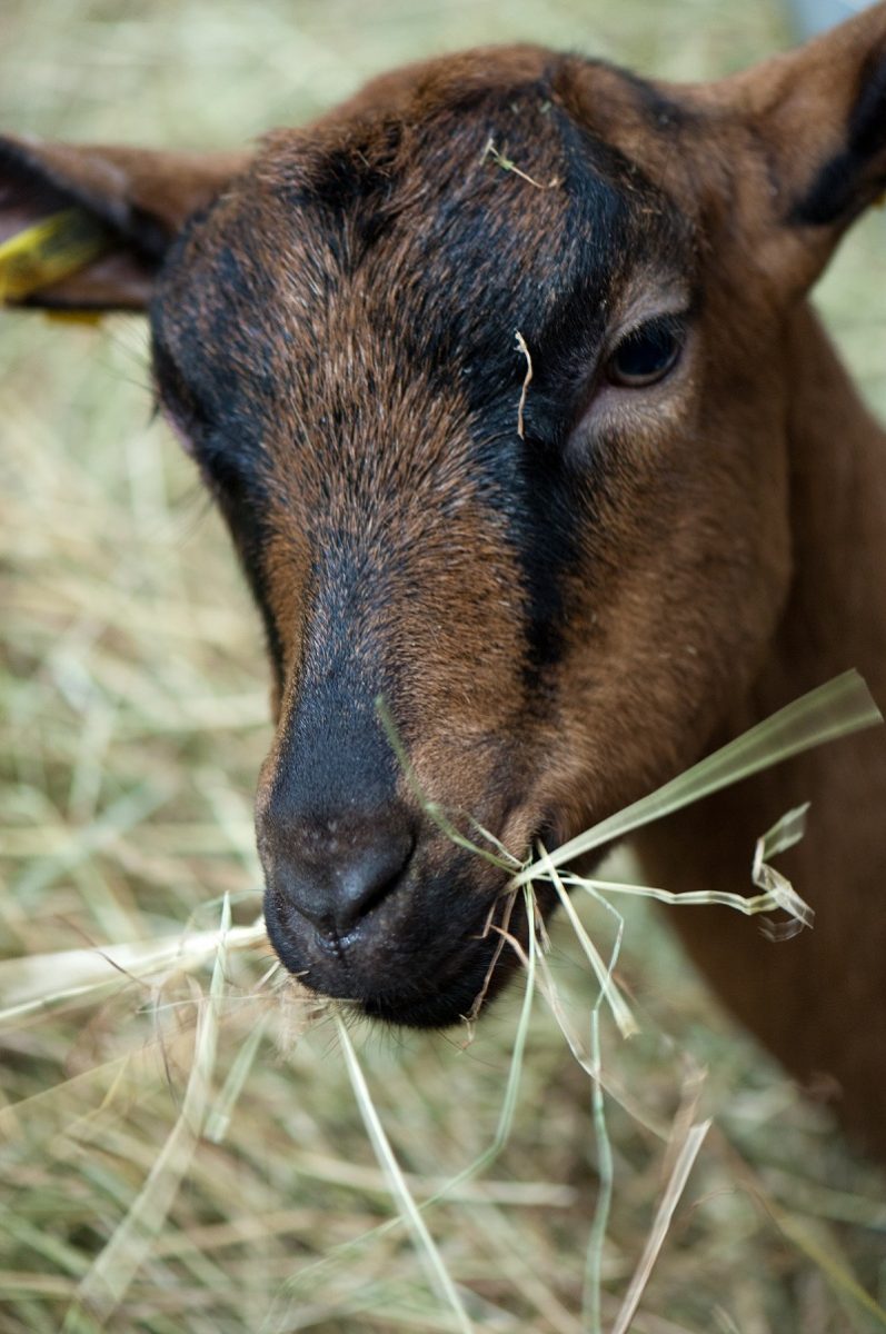 Chèvre mangeant du fouin