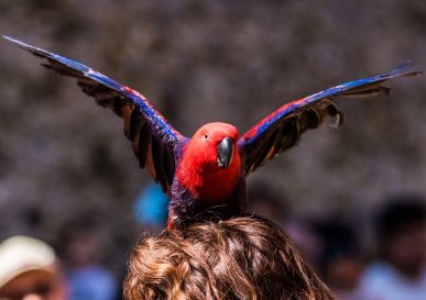 Photo d'un perroquet niché sur la tête d'un visiteur