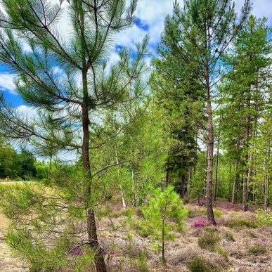 Ménétréol-sur-Sauldre