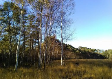 The “Landes” bog : a sensitive natural area