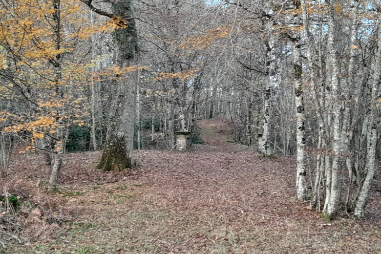Allee dans le parc en sous bois