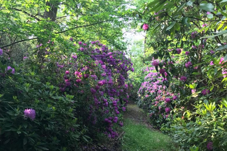 Allee de rhododindrons