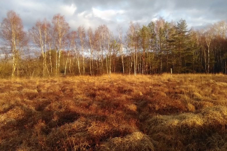 Tourbiere_des_landes_2018_03_29_AV (2)