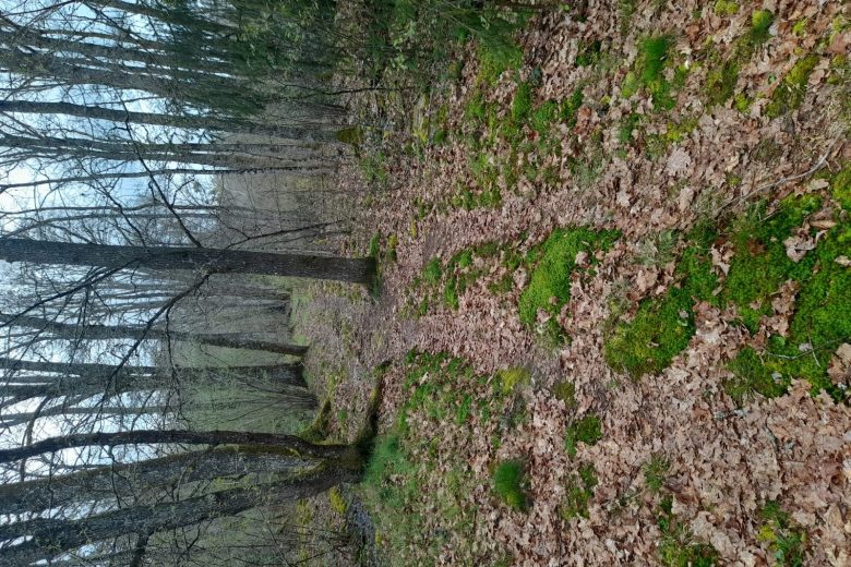 sentier bois