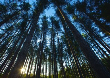 Forêt à la nuit tombée