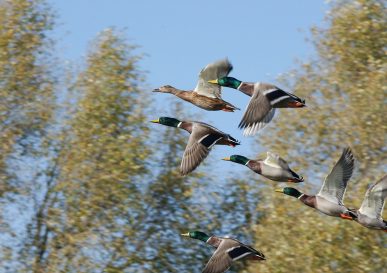 Canards en vol