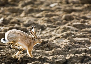 Lièvre en plein course