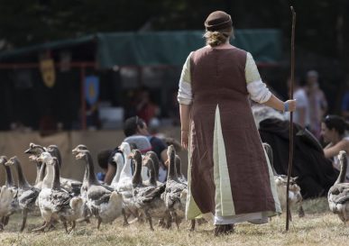 Photo d'un défilé d'oies