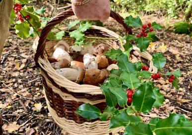 C’est la saison des champignons en Sologne !