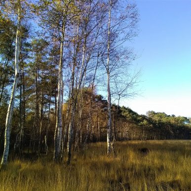 La tourbière des landes.