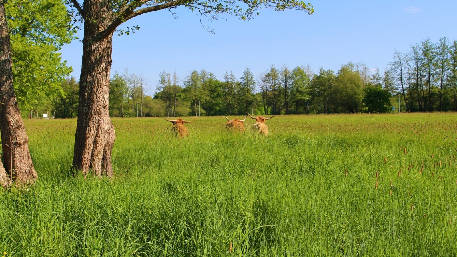 De belles vaches écossaises à découvrir !