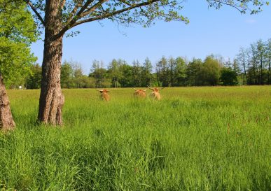 De belles vaches écossaises à découvrir !