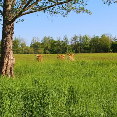 De belles vaches écossaises à découvrir !
