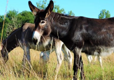 Rencontre avec les ânes de Nançay !