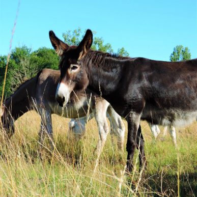 Rencontre avec les ânes de Nançay !