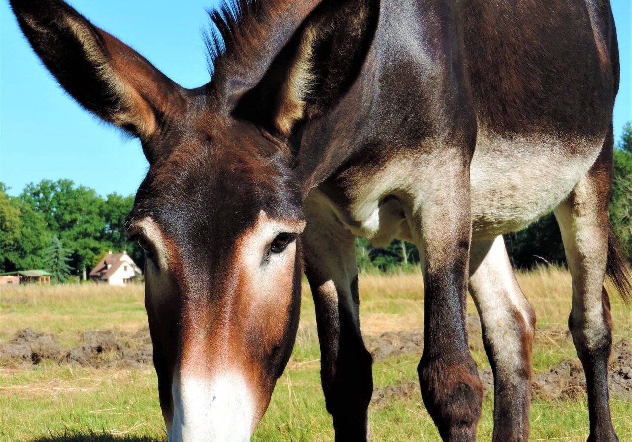 Rencontre avec les ânes de Nançay !