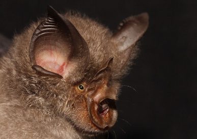 Rhinolophus_