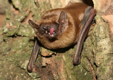 Chauves-souris : petit fleuron de la faune solognote !