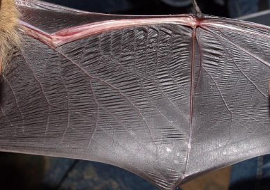 Dessou d'ailes de pipistrelle