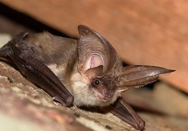 Chauve-souris