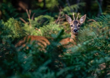 Chevreuil : le prince de nos prairies