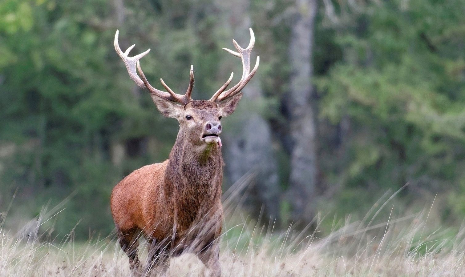 Cerf : le roi de la forêt