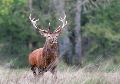 Cerf : le roi de la forêt