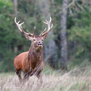 Cerf : le roi de la forêt