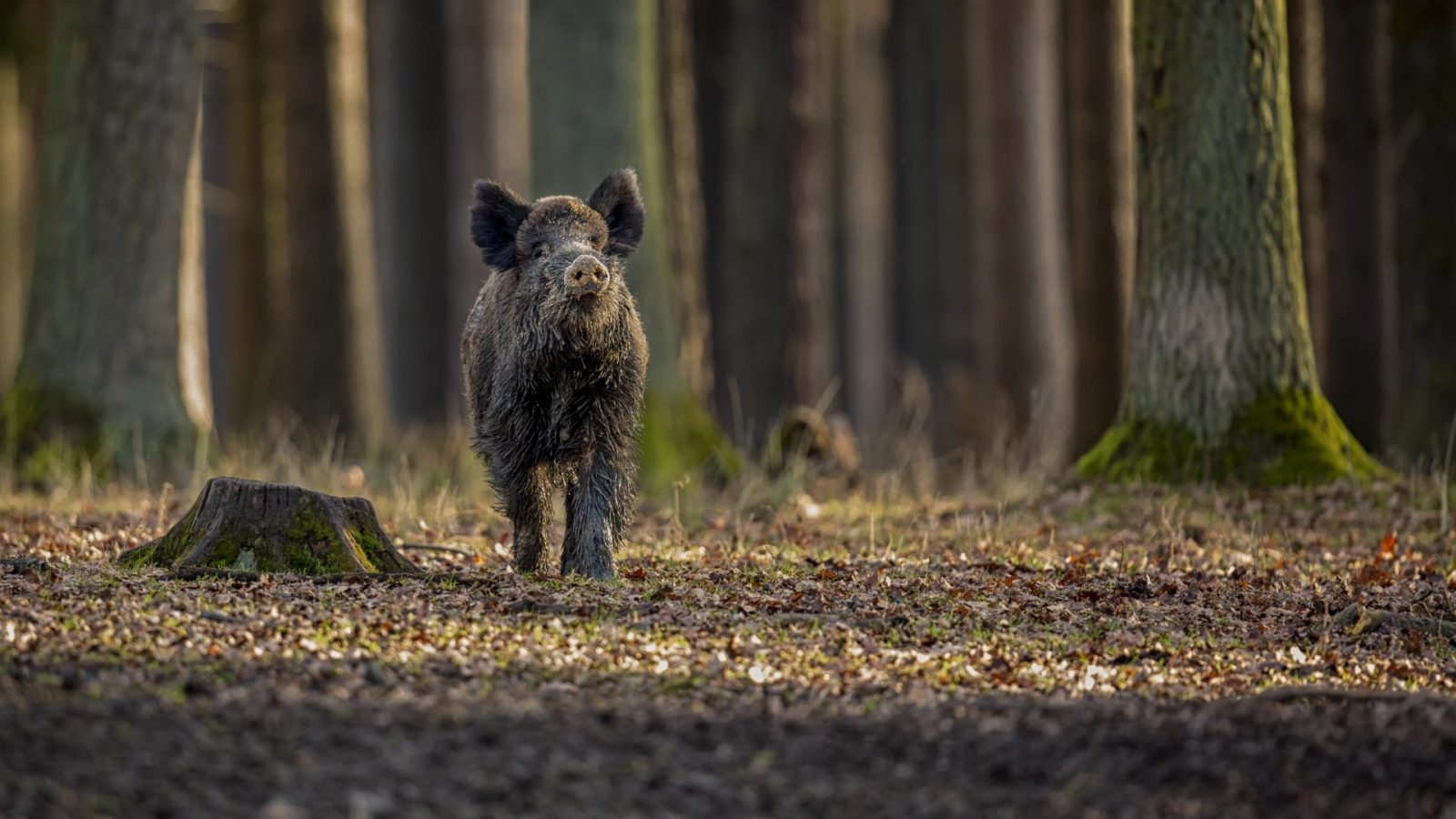 Sanglier : le seigneur des sous-bois