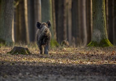 Sanglier : le seigneur des sous-bois