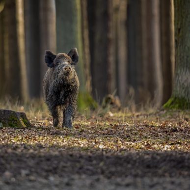 Sanglier : le seigneur des sous-bois