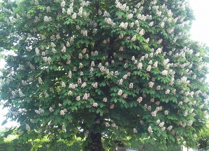 Extérieur 3- Gite St Martin – Brinon-sur-Sauldre