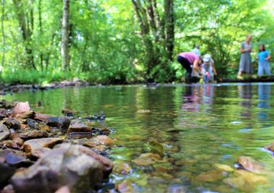 Des petites bêtes de Sologne, étonnantes…