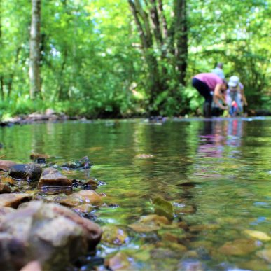 Des petites bêtes de Sologne, étonnantes…