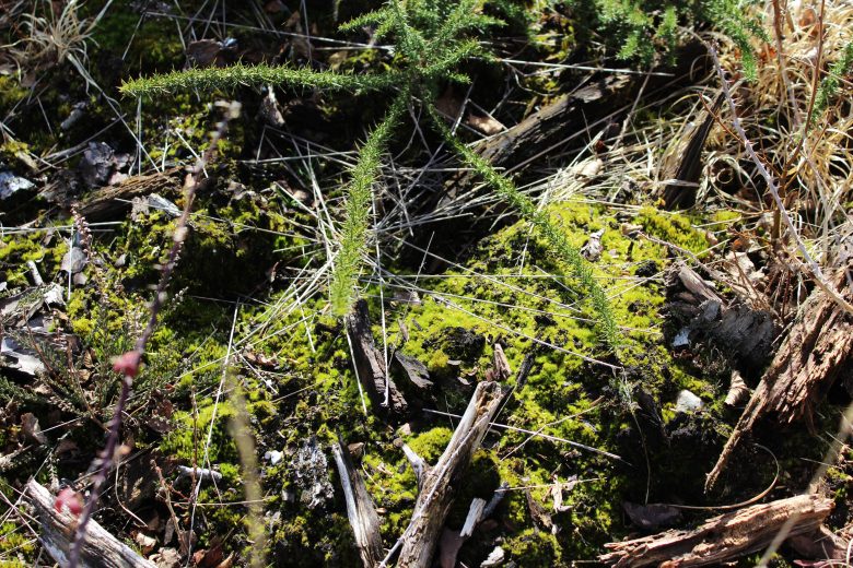 Photo – Tourbière – Ménétréol-sur-Sauldre