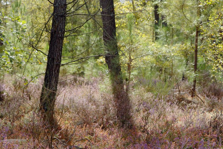 Tourbiere des landes