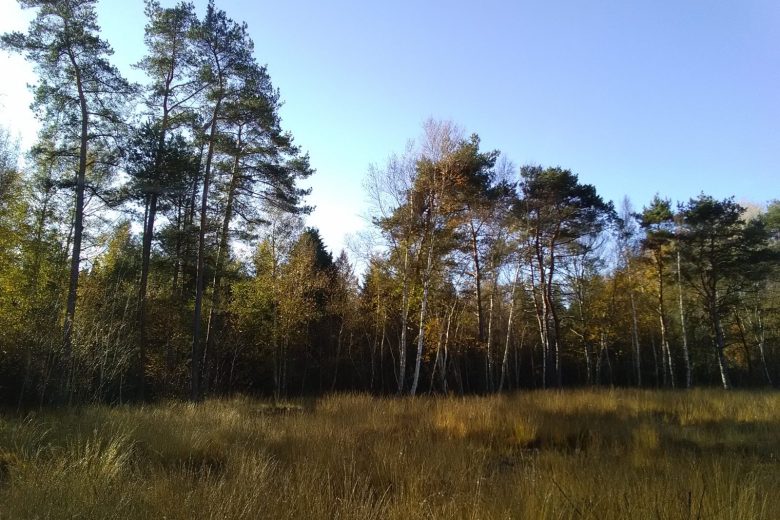 Tourbiere des Landes