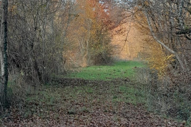 autreallee dans le parc