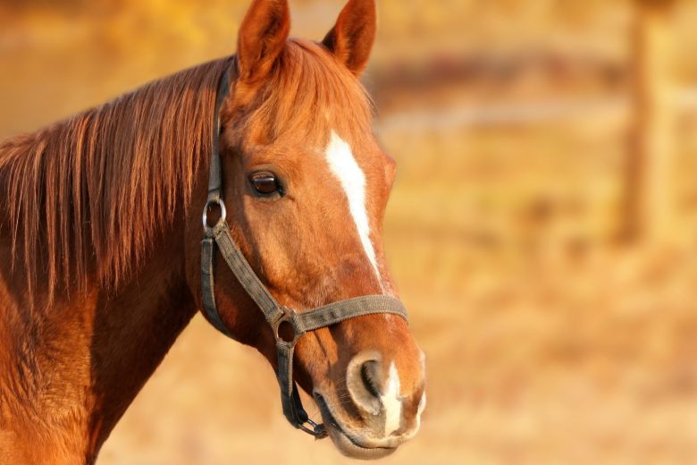 chiemsee2024-horse-1201143